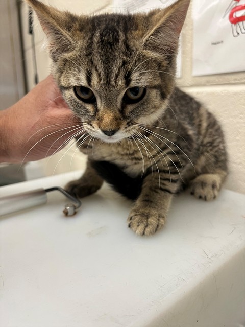 Adoptable Cat