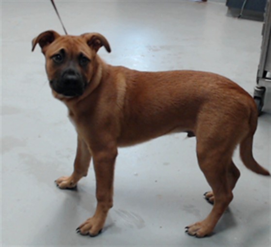 Adoptable Dog