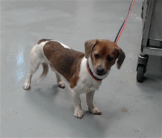 Adoptable Dog