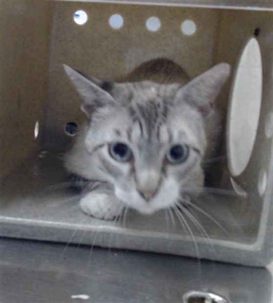 Adoptable Cat