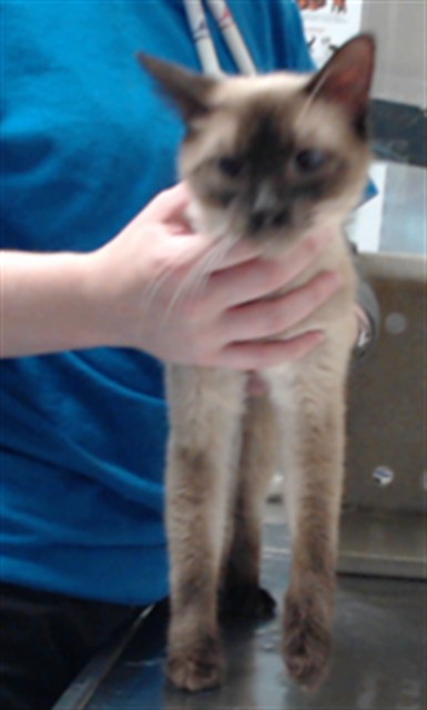 Adoptable Cat