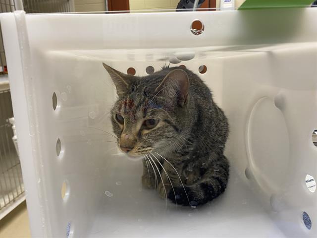 Adoptable Cat