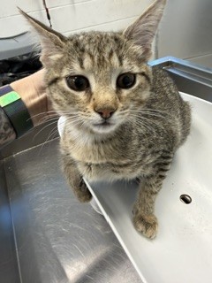 Adoptable Cat
