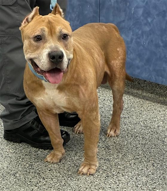 Adoptable Dog