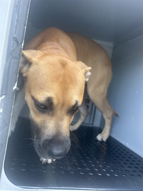 Adoptable Dog