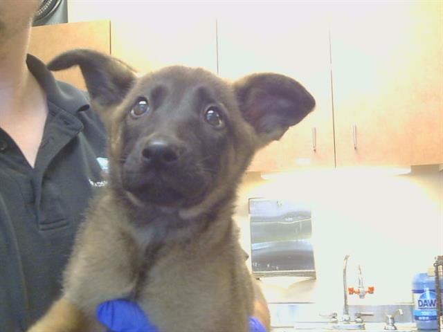 Adoptable Dog