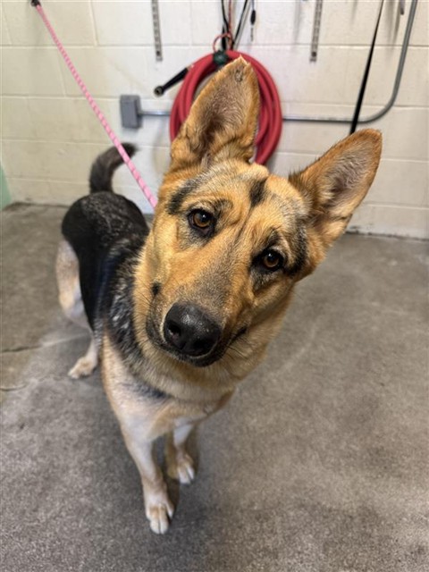 Delilah