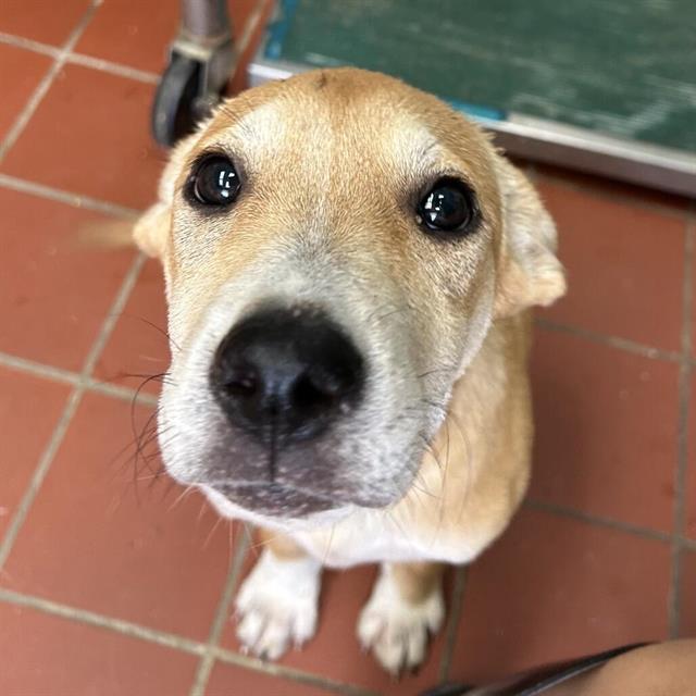 Gabby