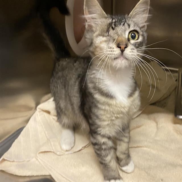 Adoptable Cat