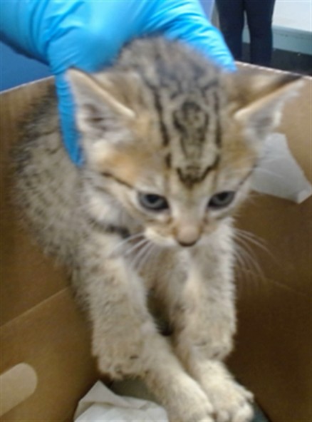 Adoptable Cat