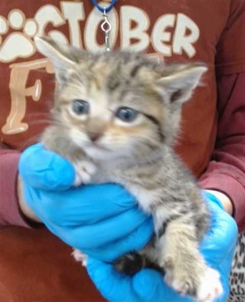 Adoptable Cat