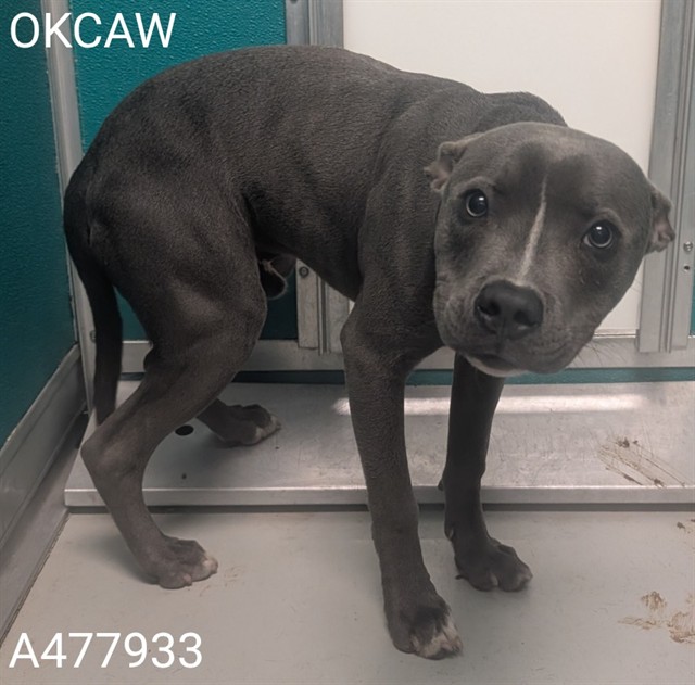 Adoptable Dog