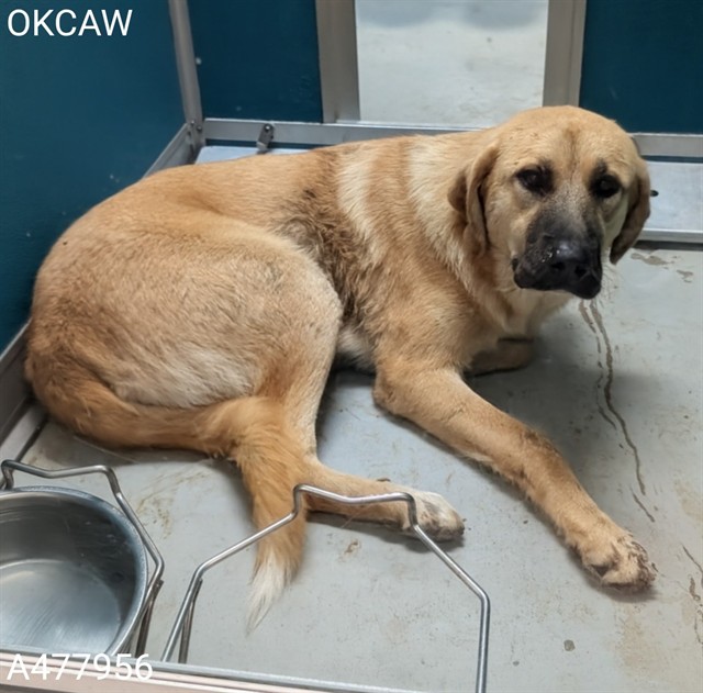 Adoptable Dog