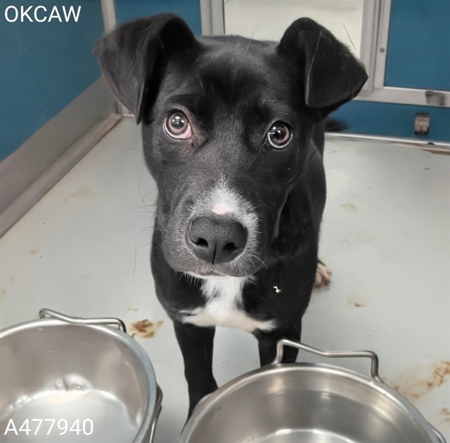 Adoptable Dog