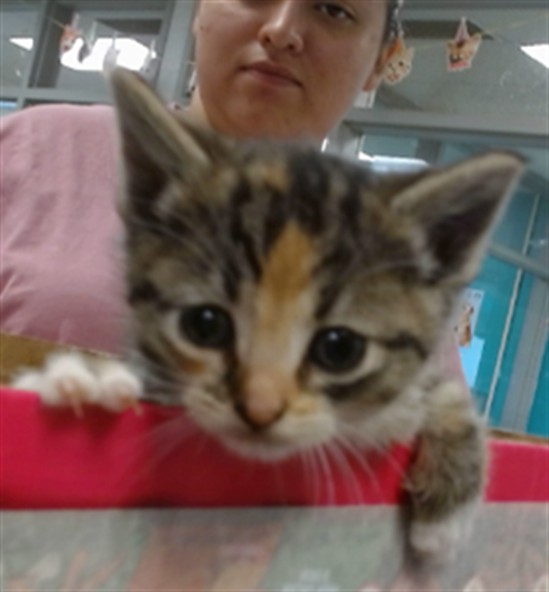Adoptable Cat