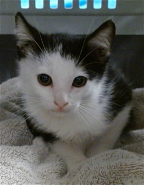Adoptable Cat