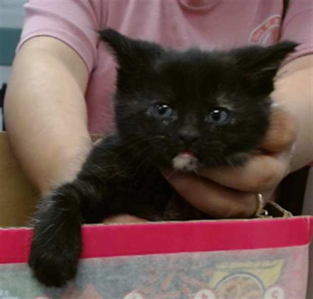 Adoptable Cat