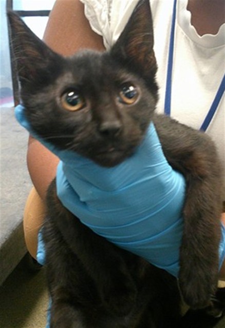 Adoptable Cat
