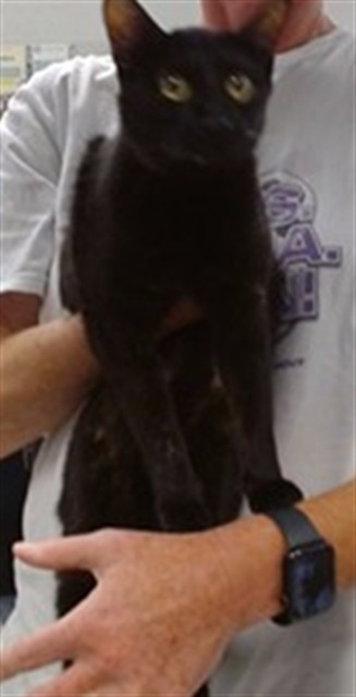 Adoptable Cat