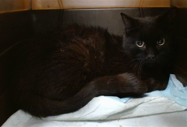 Adoptable Cat