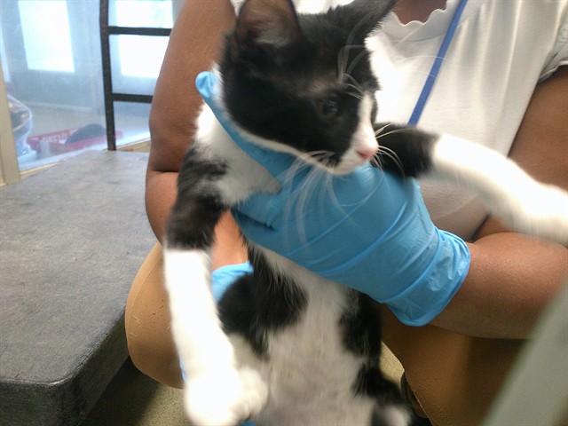 Adoptable Cat