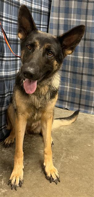 Heidi