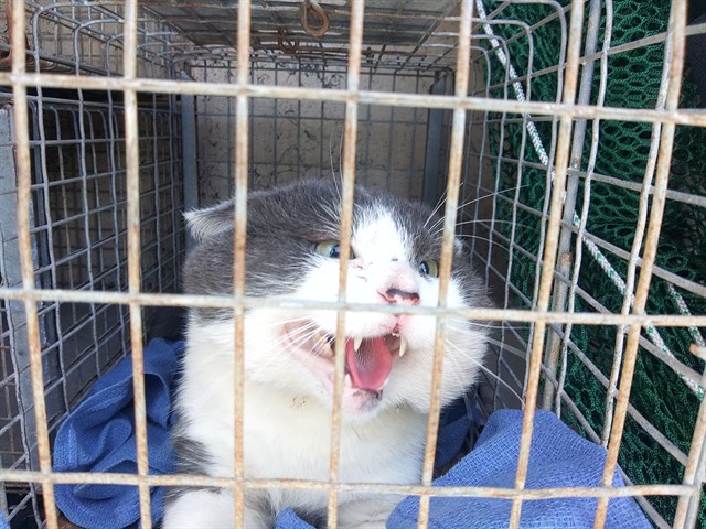 Adoptable Cat