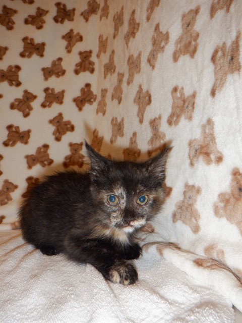 Xena