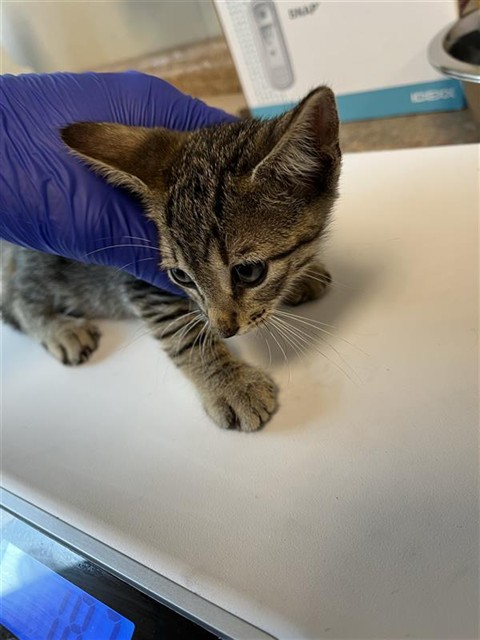 Adoptable Cat