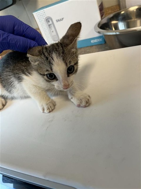 Adoptable Cat