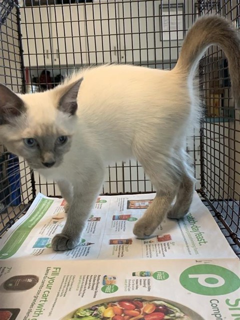 Adoptable Cat