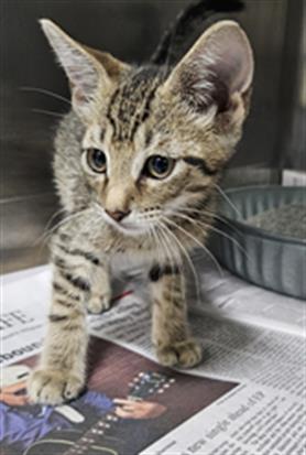 Adoptable Cat