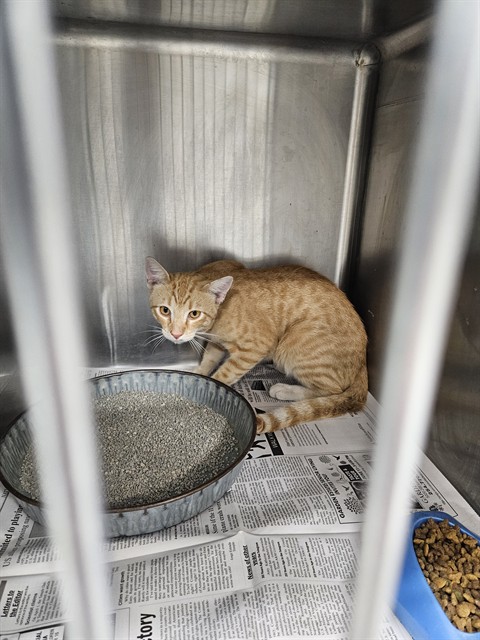 Adoptable Cat