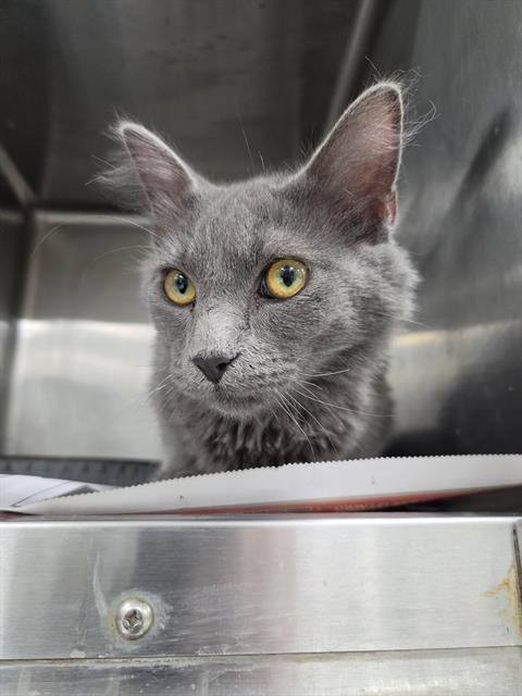 Adoptable Cat