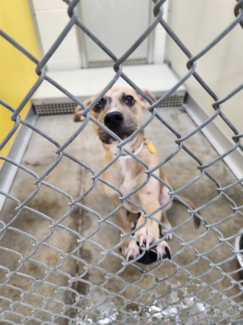 Adoptable Dog