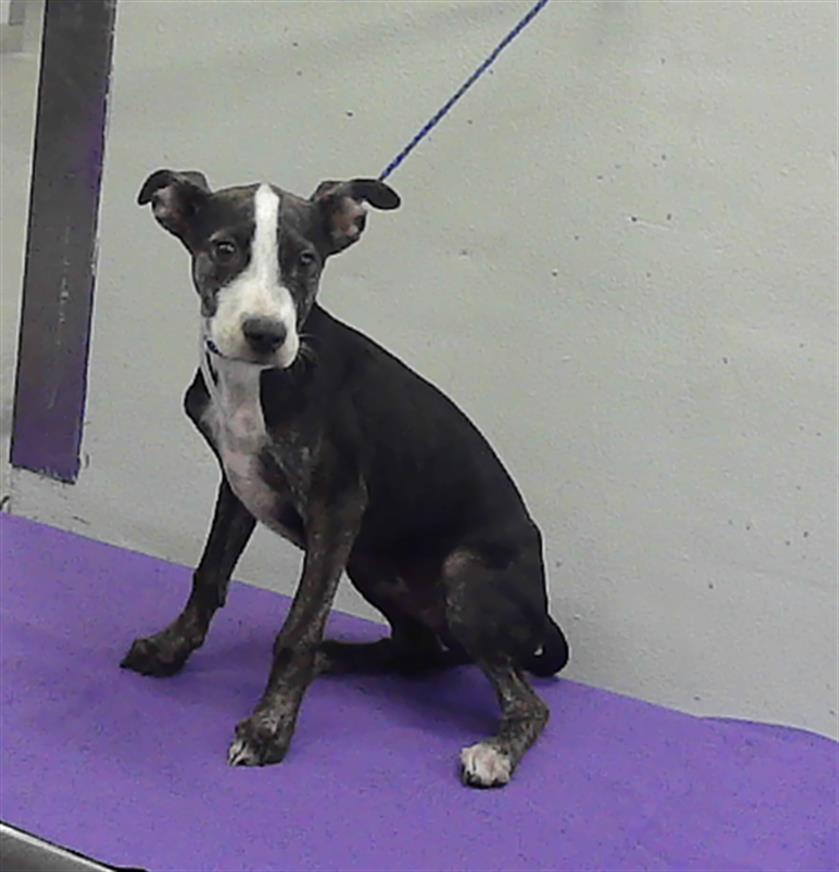 Adoptable Dog