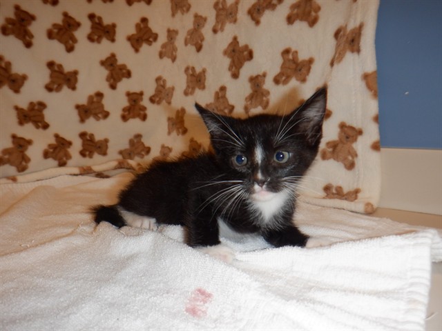 Adoptable Cat