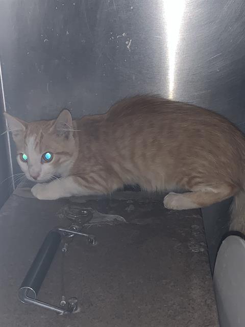 Adoptable Cat
