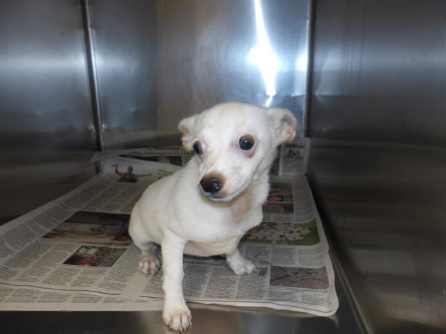 Adoptable Dog
