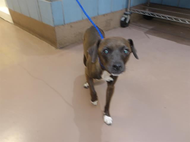 Adoptable Dog