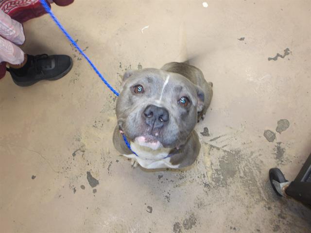 Adoptable Dog