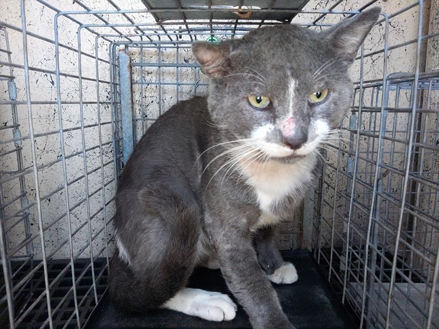 Adoptable Cat