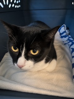 Adoptable Cat