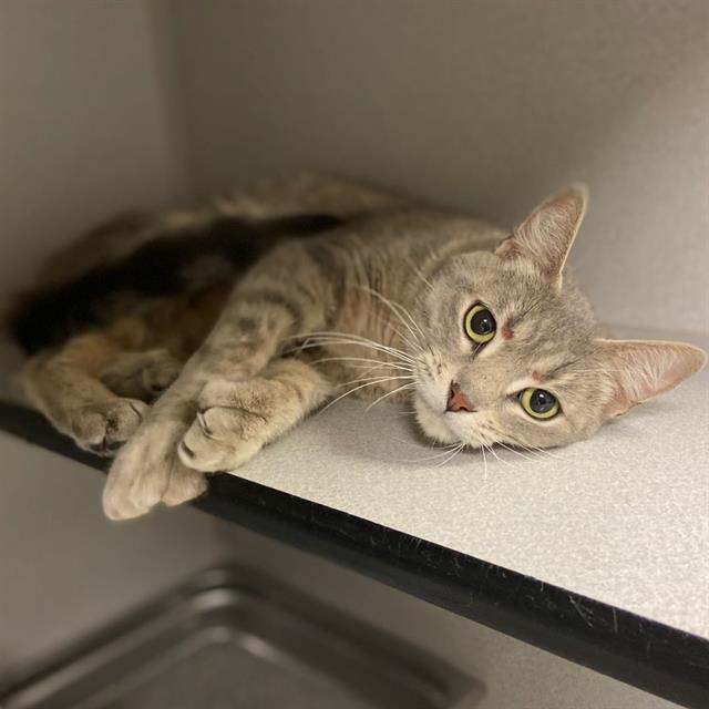 Adoptable Cat
