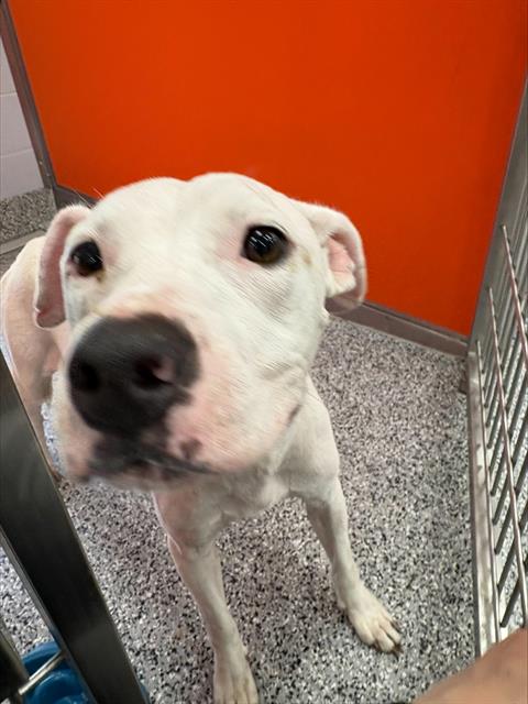 Adoptable Dog