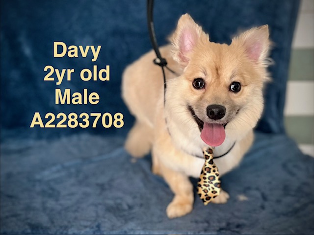Davy