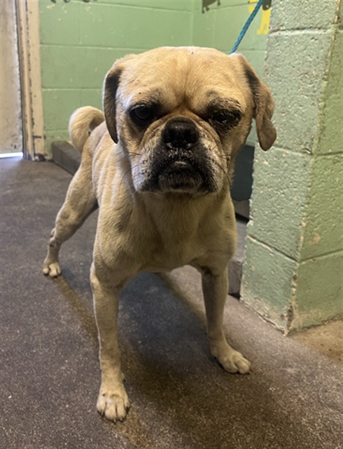 Adoptable Dog