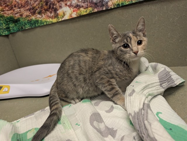 Adoptable Cat