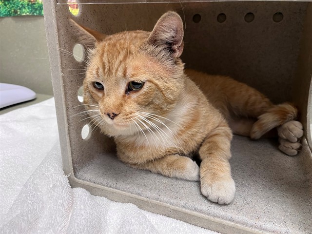 Adoptable Cat