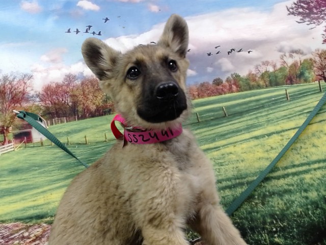 Adoptable Dog